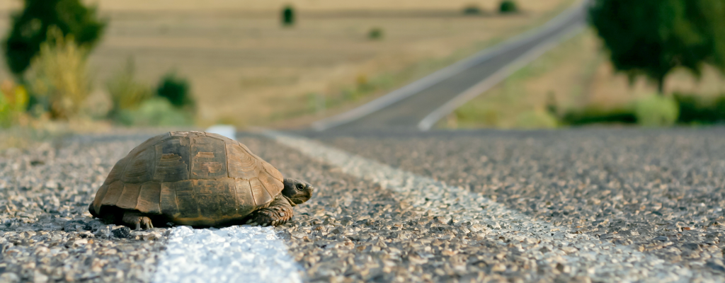 קידום אורגני בגוגל
